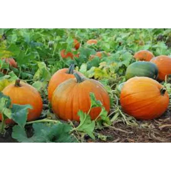 Fresh pumkin (35)-2745749-57138.webp